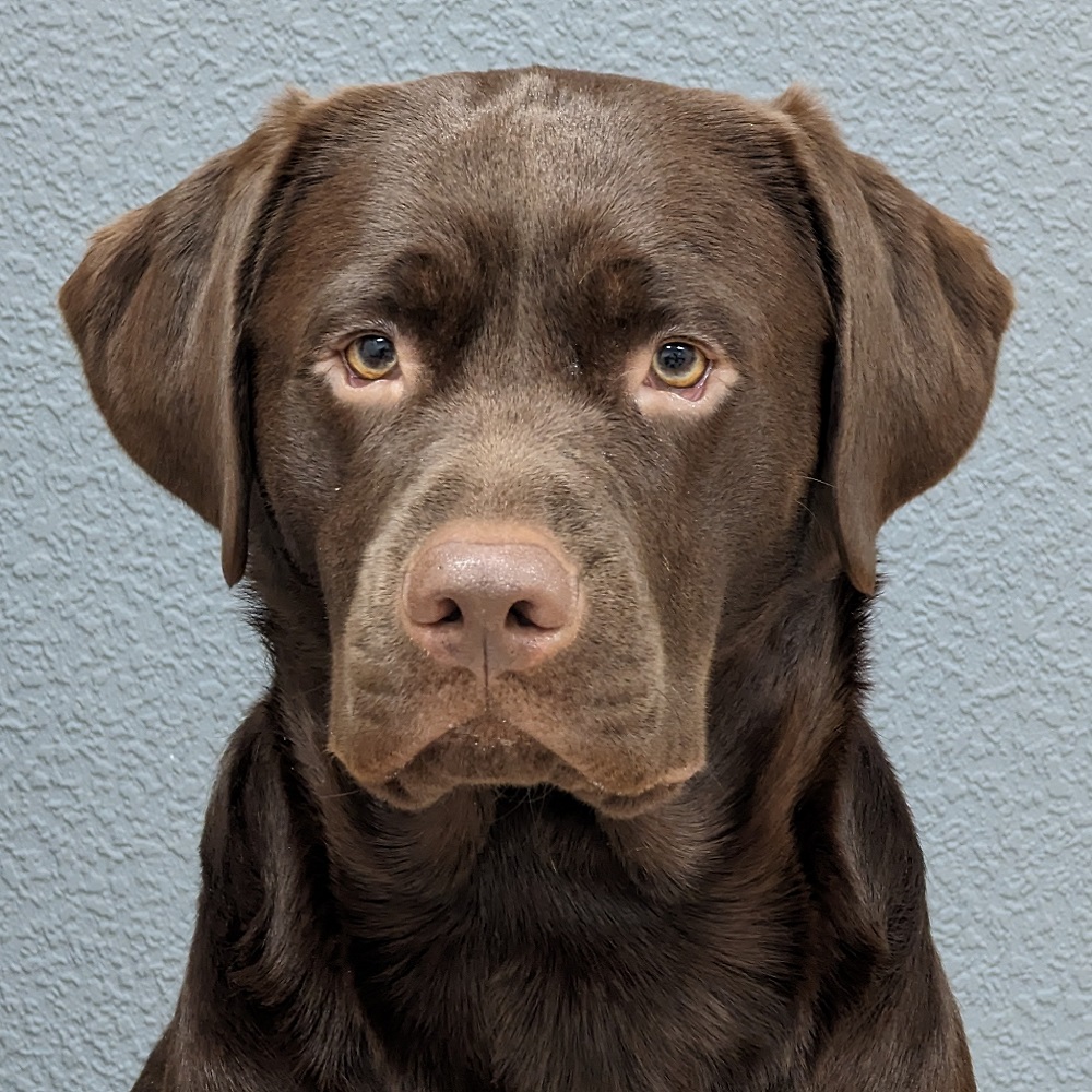 Loki